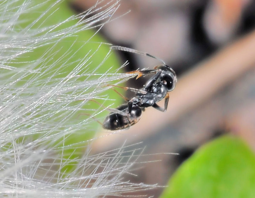 La formica....officinale....
